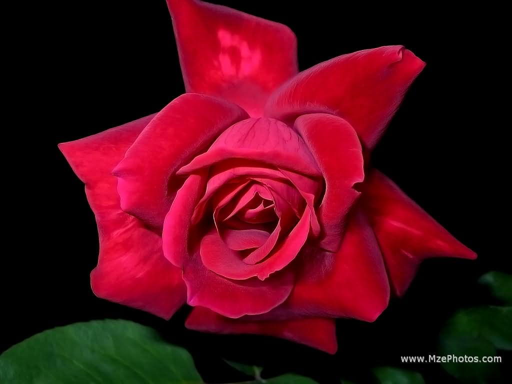 Rosa nera stilizzata con gambo, 900x1200 Verticale, Mobile