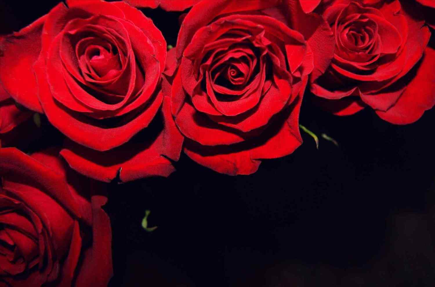 Rose rosse su fondo nero, 1500x991 720p, Laptop