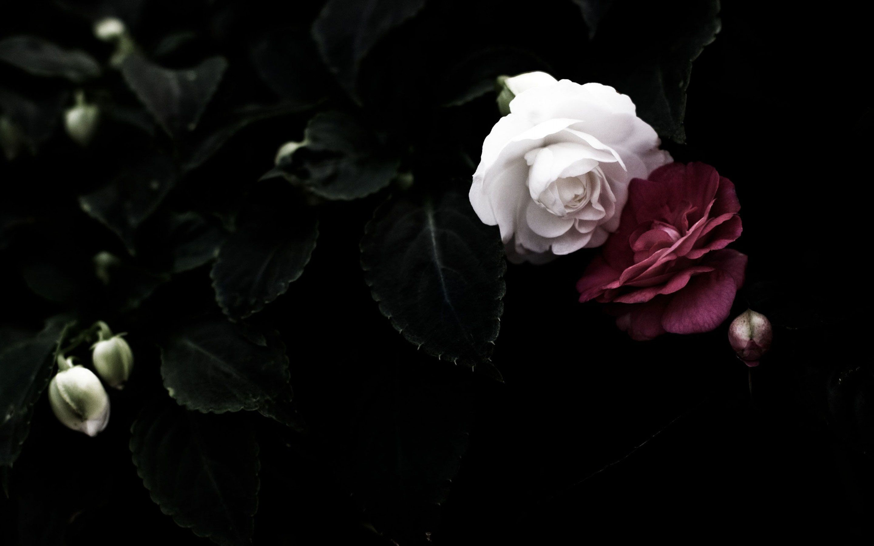 Rosa bianca e rossa scure, 2880x1800 2K, MacBook Pro