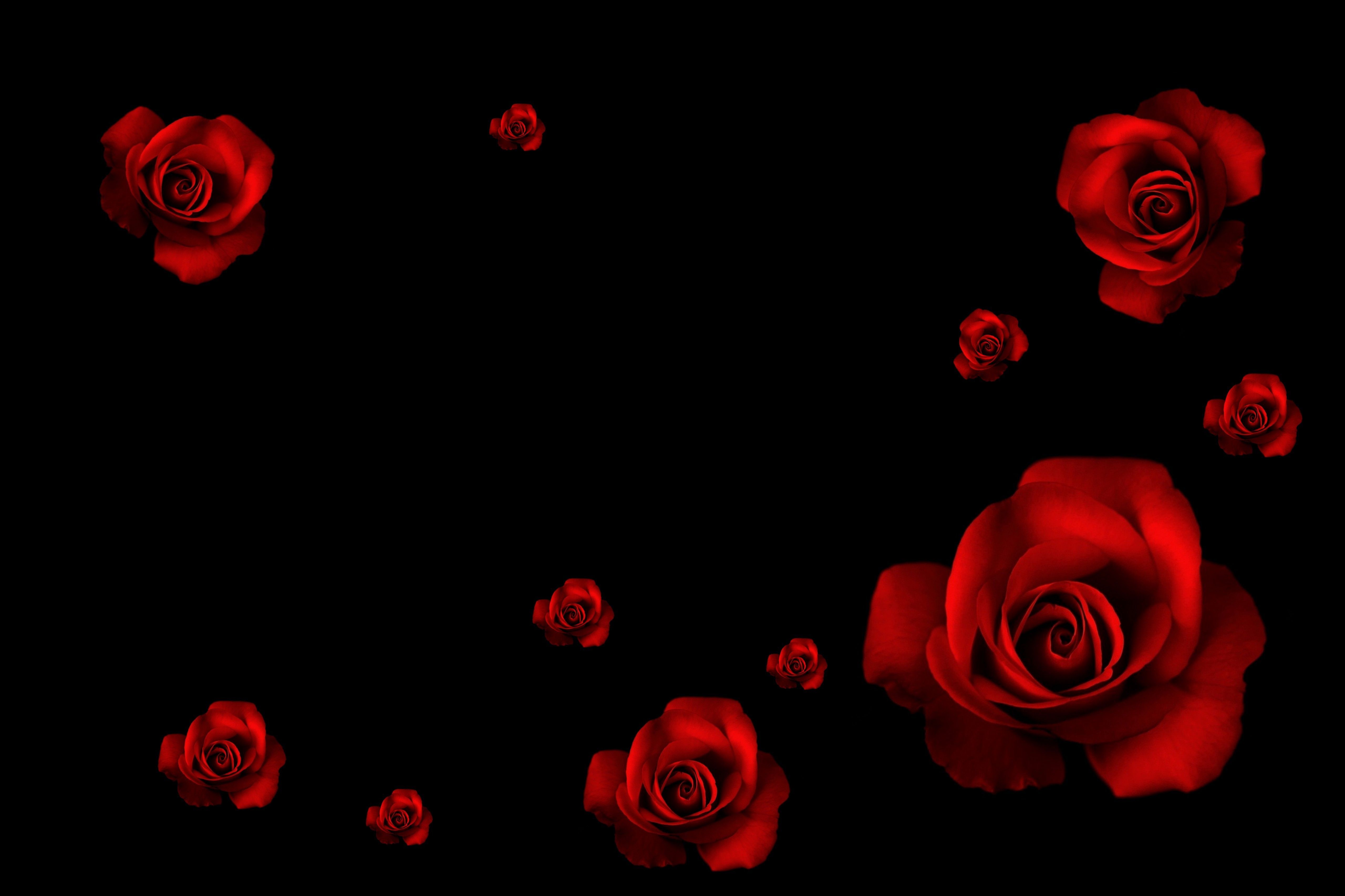Rose rosse su sfondo nero, 5120x3413 Ultra HD, 4K TV