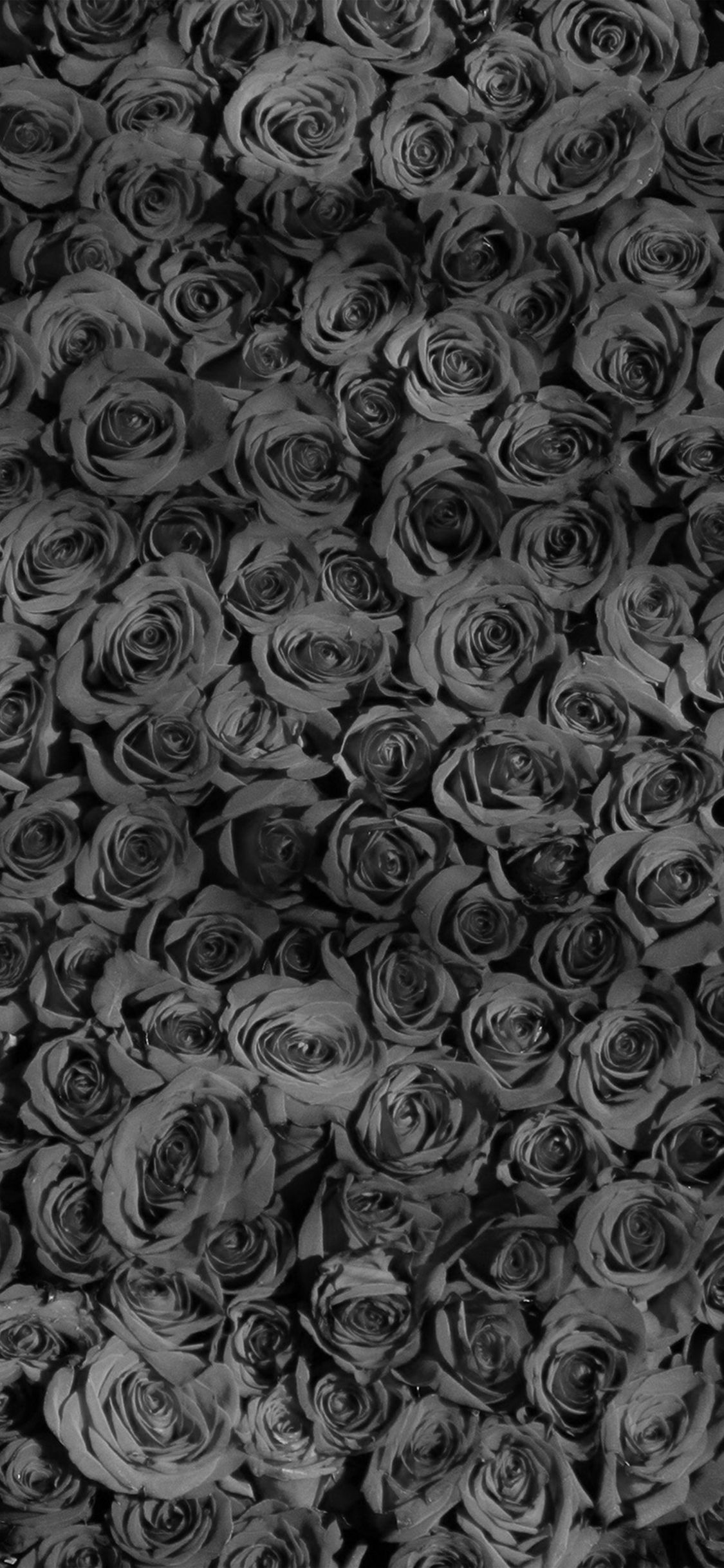 Rose nere pattern scuro, 1125x2436 Full HD Verticale, iPhone Air