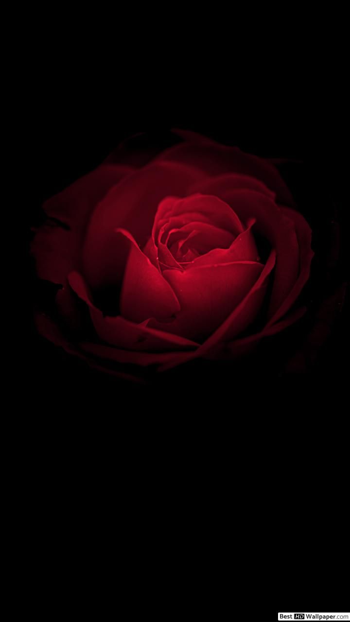 Rosa rossa scura, sfondo nero, 720x1280 Verticale, iPhone