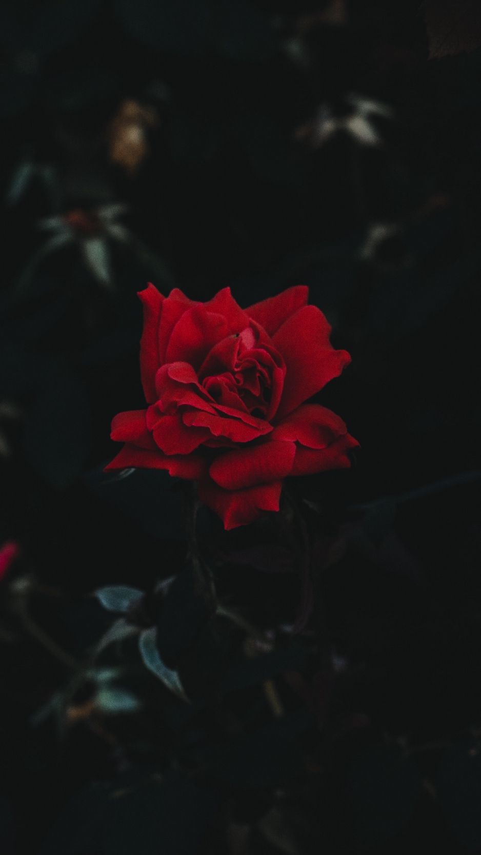 Rose rosse scure su nero, 1500x2592 Full HD Verticale, iPhone Pro