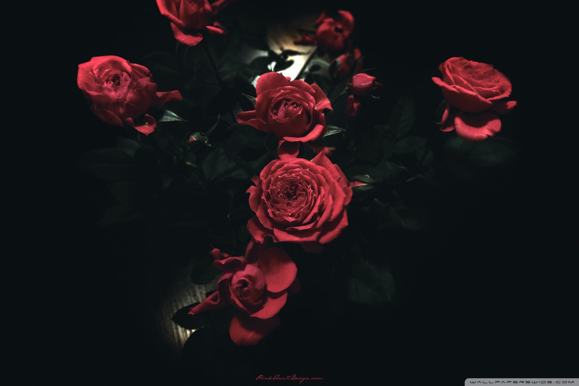 Rose rosse scure cespuglio, 1080x1920 Verticale, iPhone