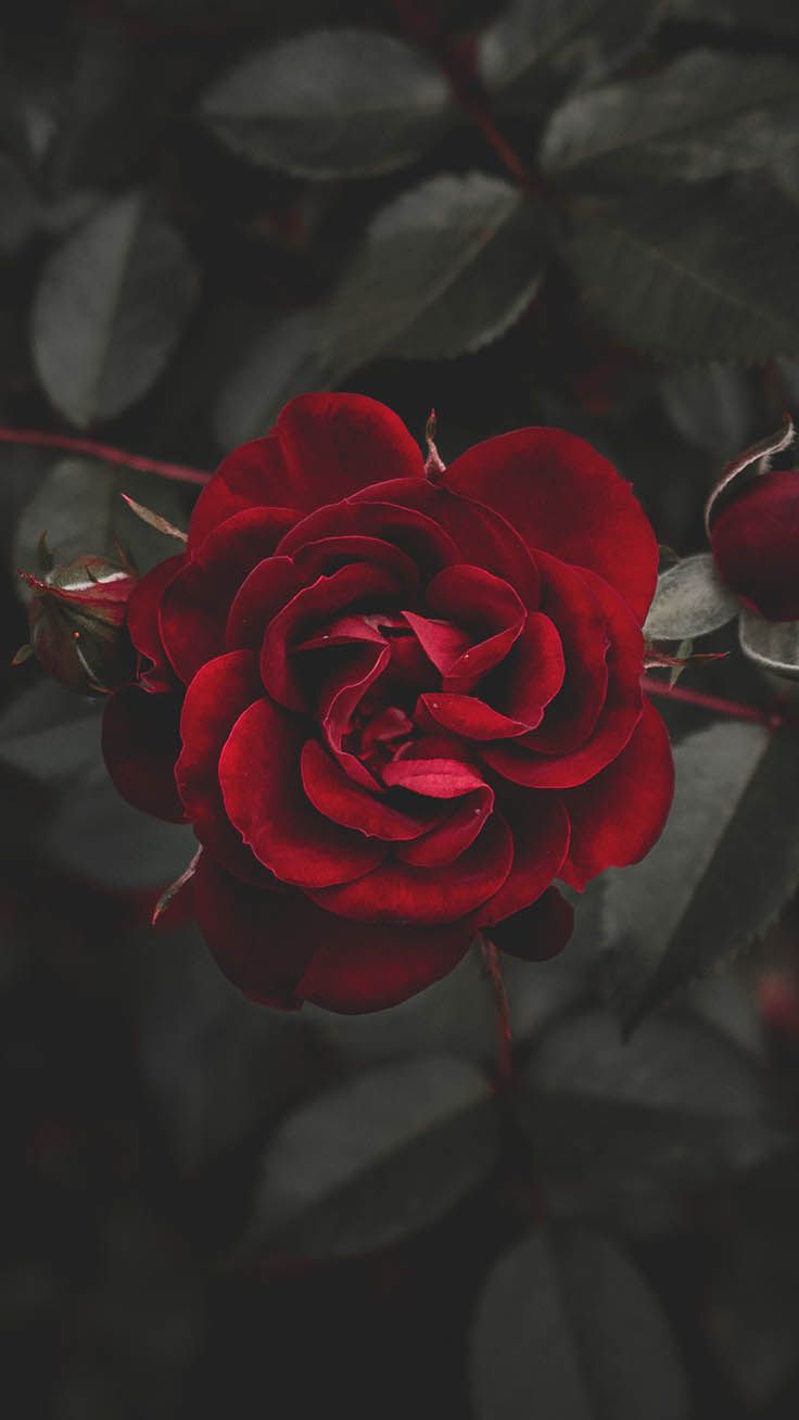 Rose rosse su sfondo nero, 2000x1333 Hi-Res, Laptop