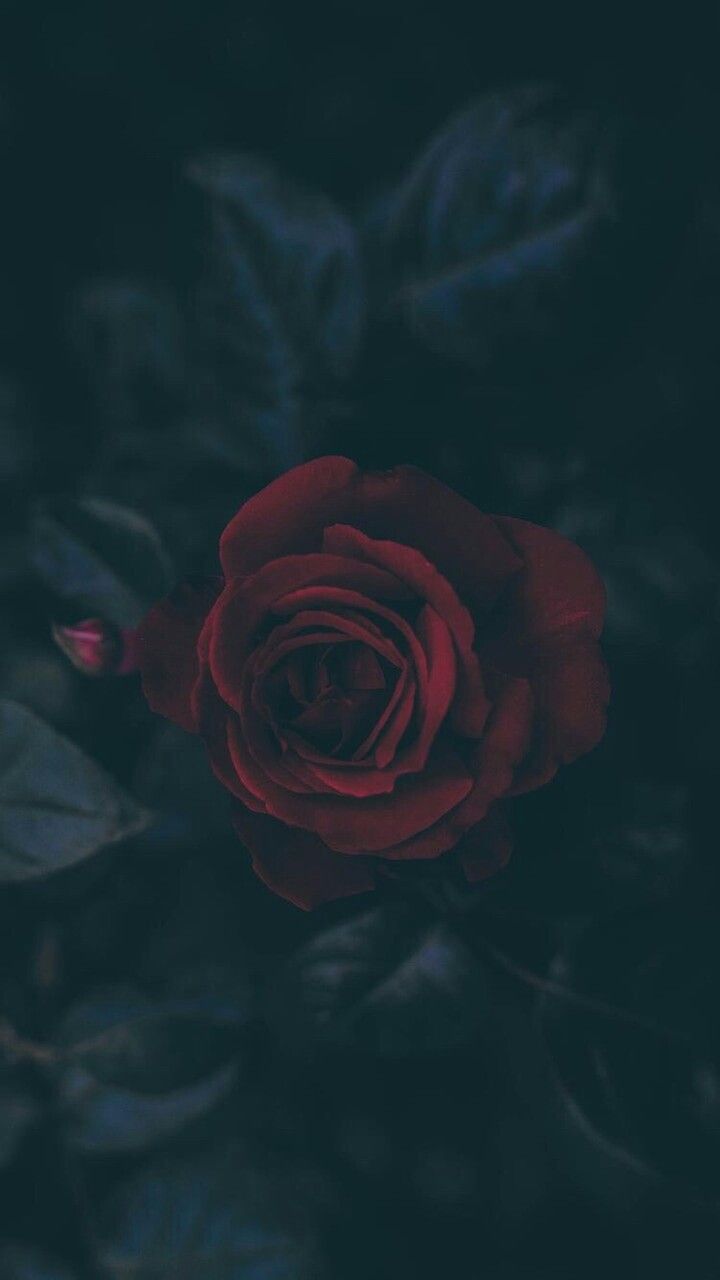 Rosa rossa scura, 720x1280 Full HD Verticale, iPhone Air