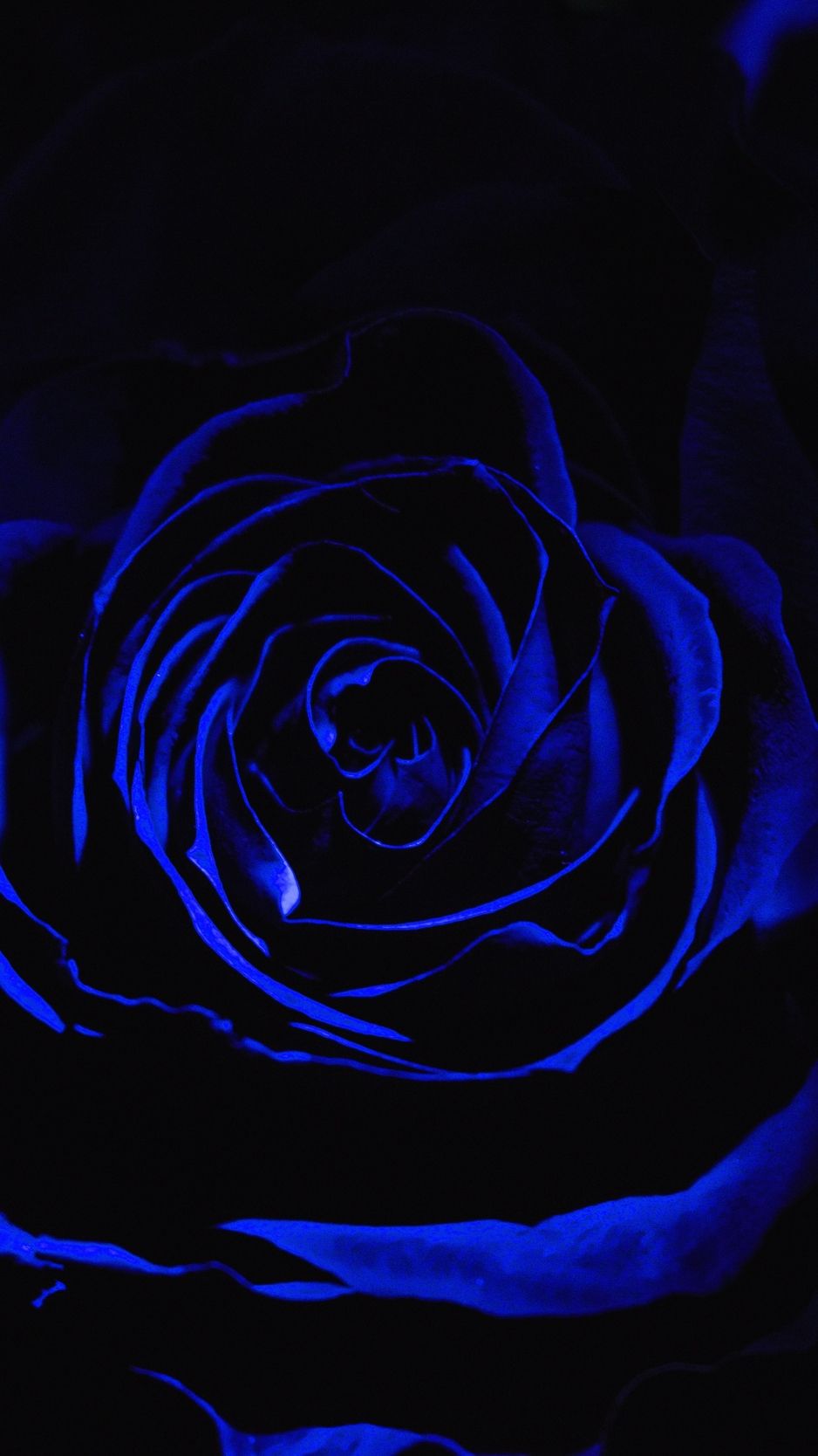 Rosa blu scura, 938x1668 Verticale, iPhone Plus