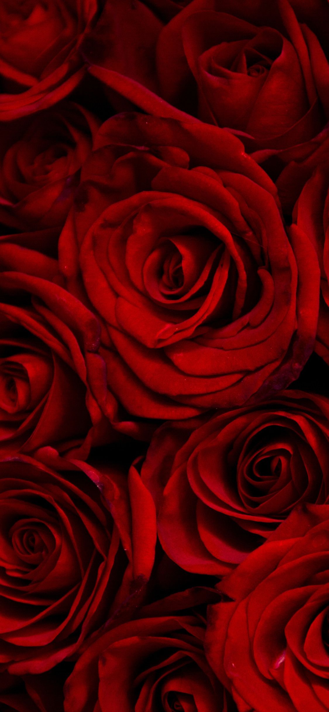 Rose rosse scure, 1125x2436 Full HD Verticale, iPhone