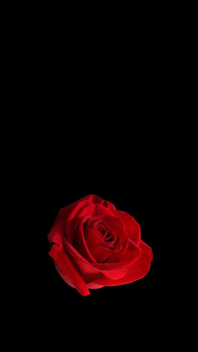 Rose viola e rosa, 736x1308 Verticale, iPhone Plus