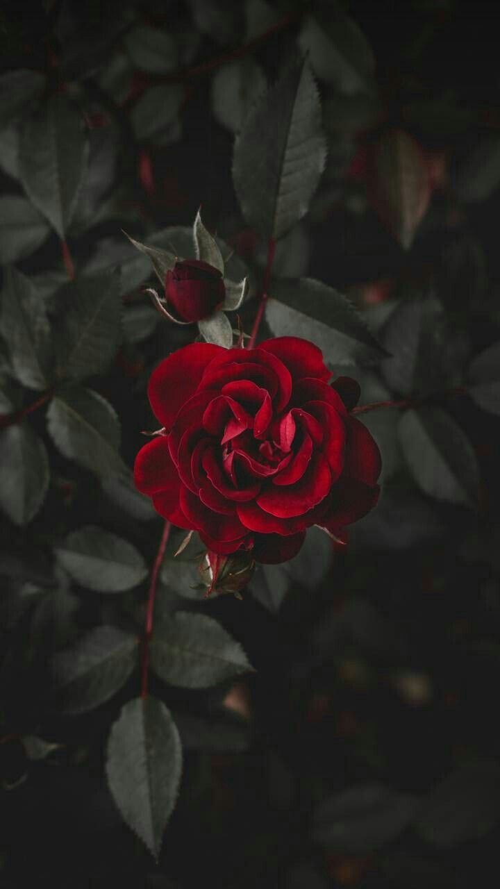 Rose nere con cristalli, 2048x2048 alta risoluzione, iMac