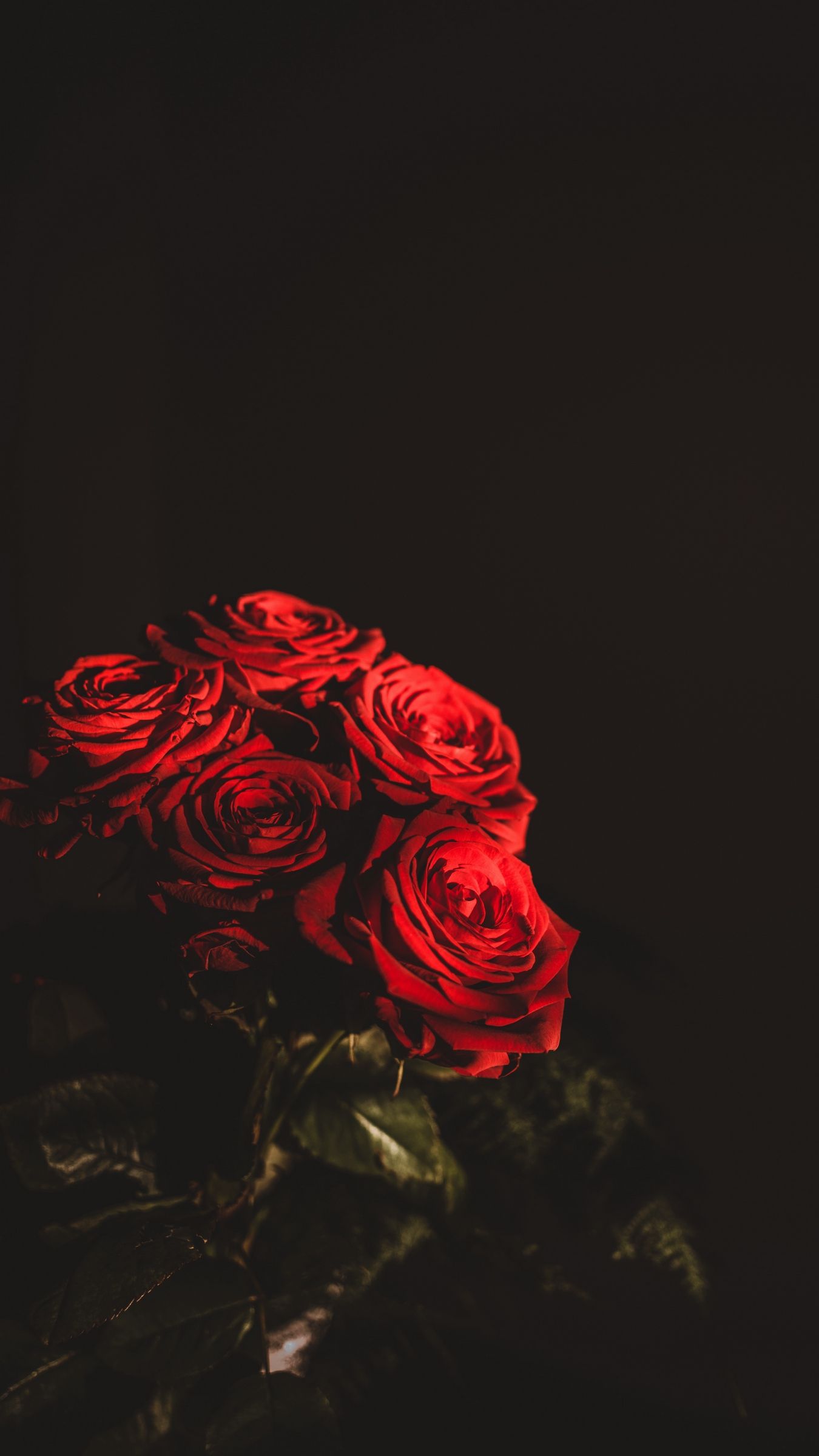 Rosa rossa su sfondo nero, 670x1191 Verticale, iPhone Pro Max
