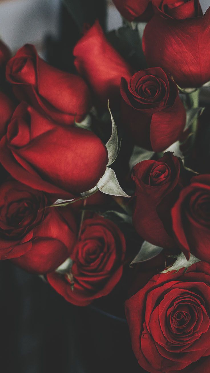 Rosa nera in mano, 1080x1920 Full HD Verticale, iPhone Plus