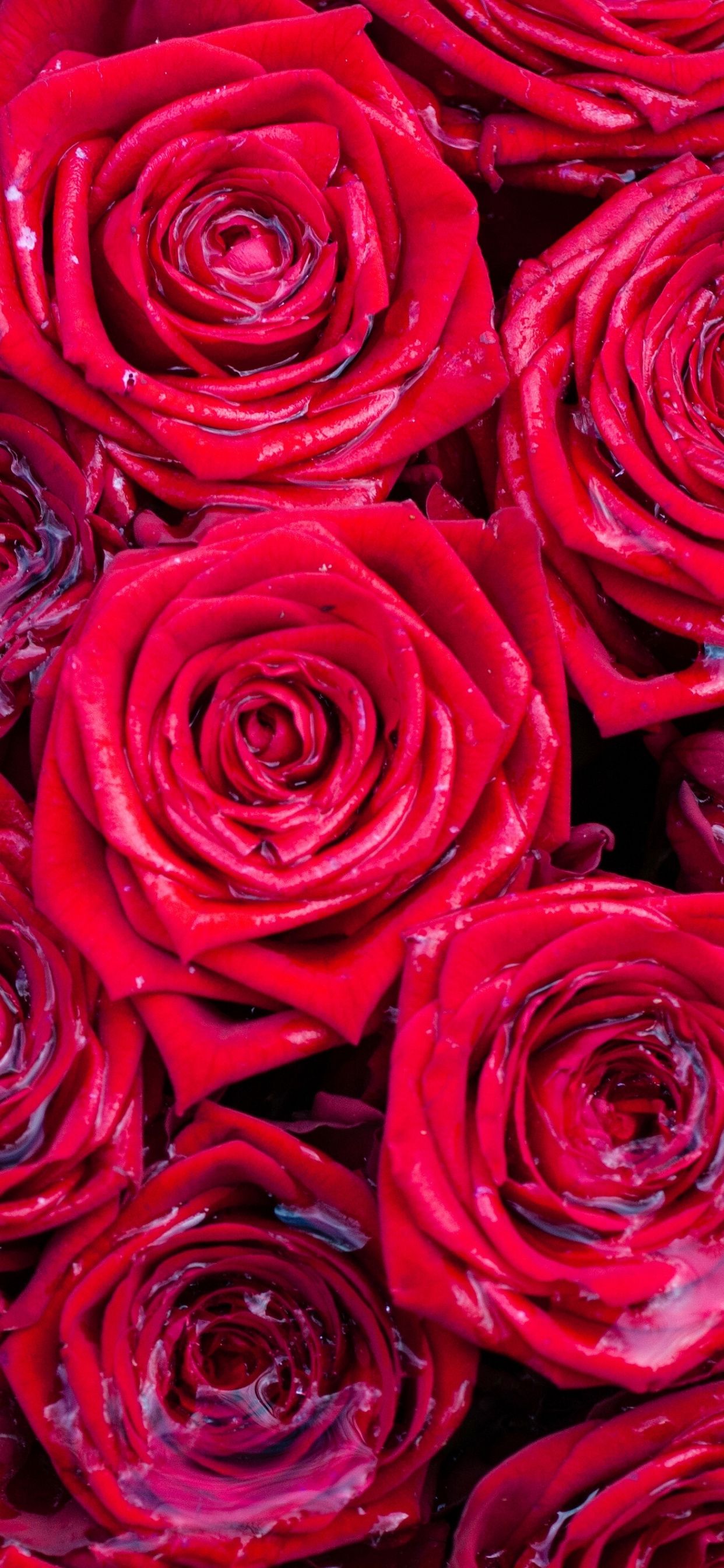 Rosa nera con gocce, 1125x2436 Verticale, iPhone