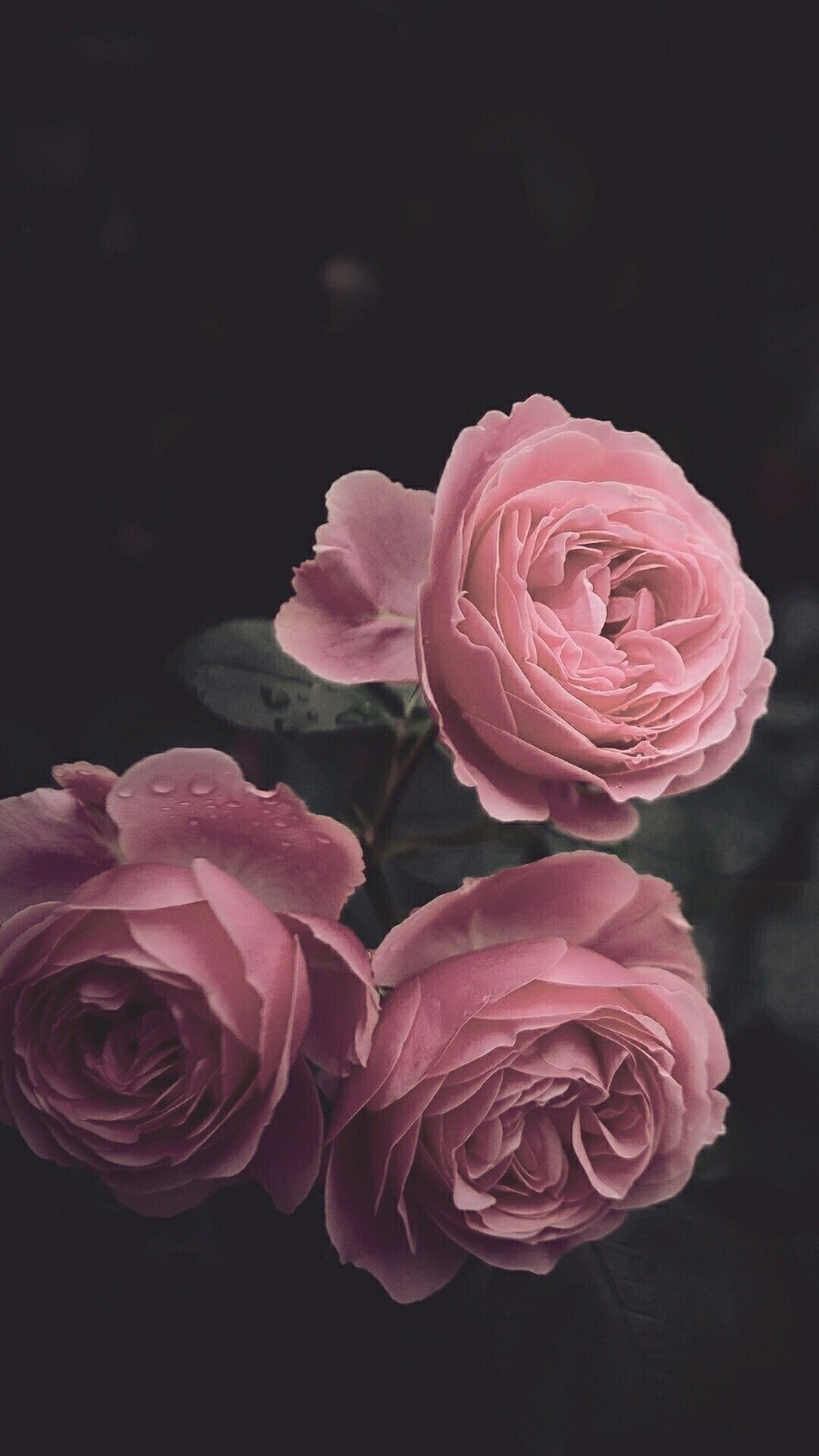 Rose rosse scure bouquet, 736x1308 Full HD Verticale, iPhone Pro Max