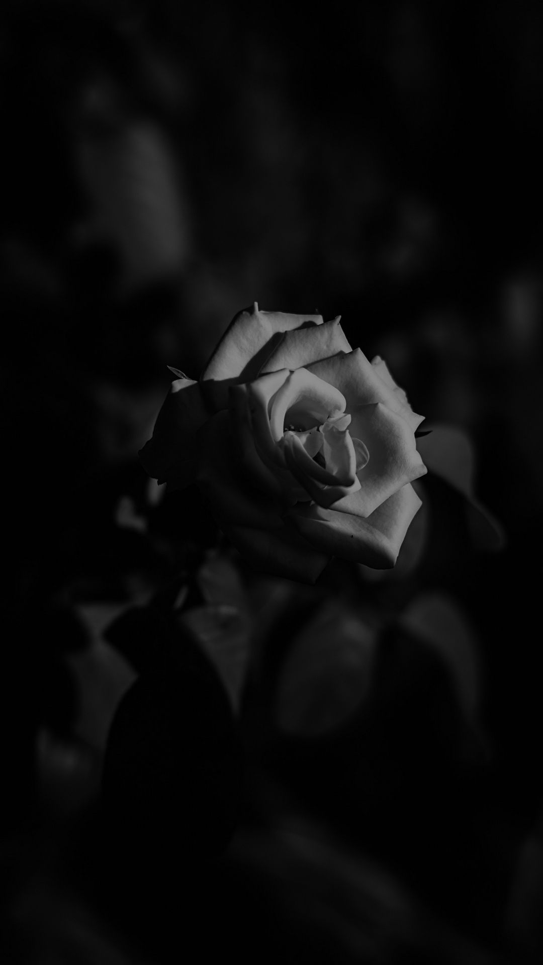 Rosa nera in penombra, 1080x1920 Verticale, iPhone Pro Max