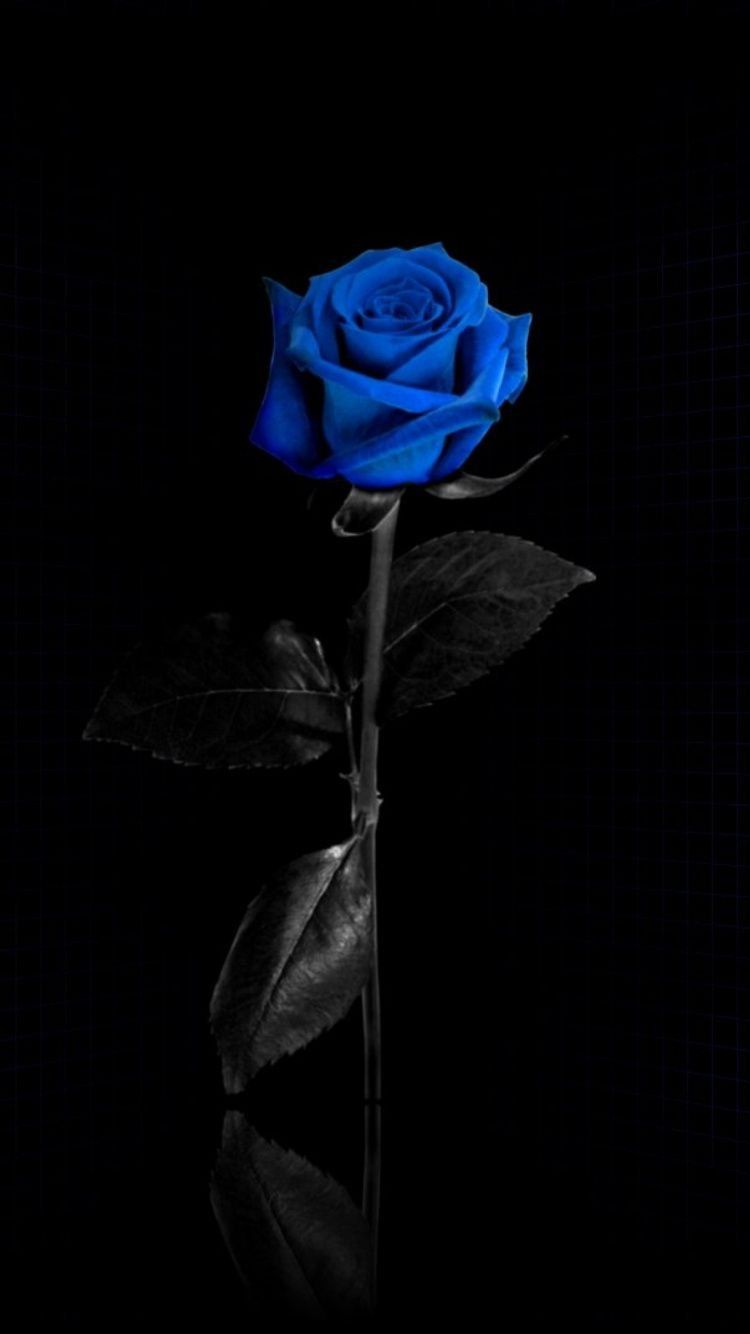 Rosa blu su nero, 750x1334 Full HD Verticale, iPhone Pro