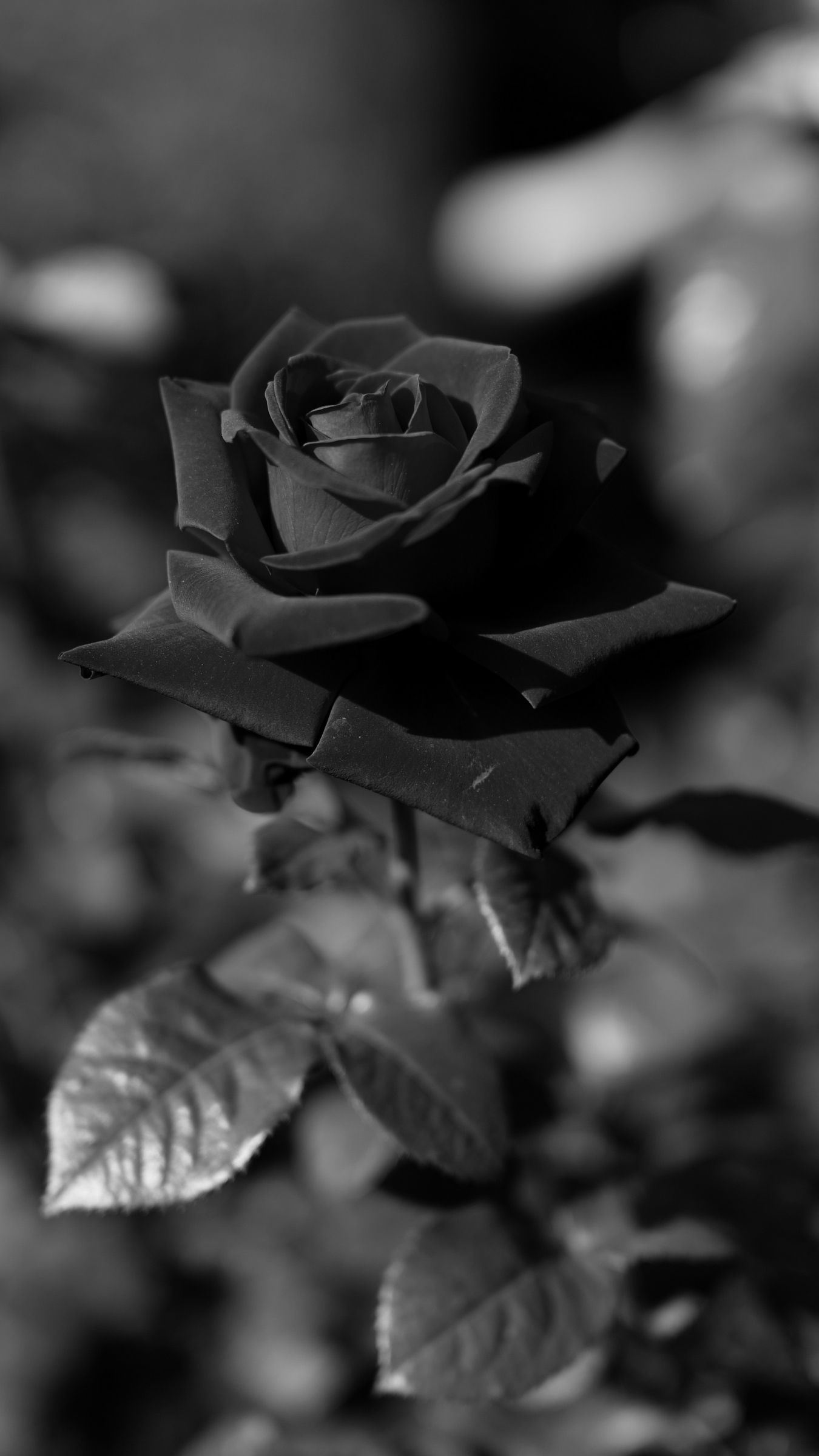Rosa nera bianco e nero, 1350x2400 Full HD Verticale, iPhone Plus