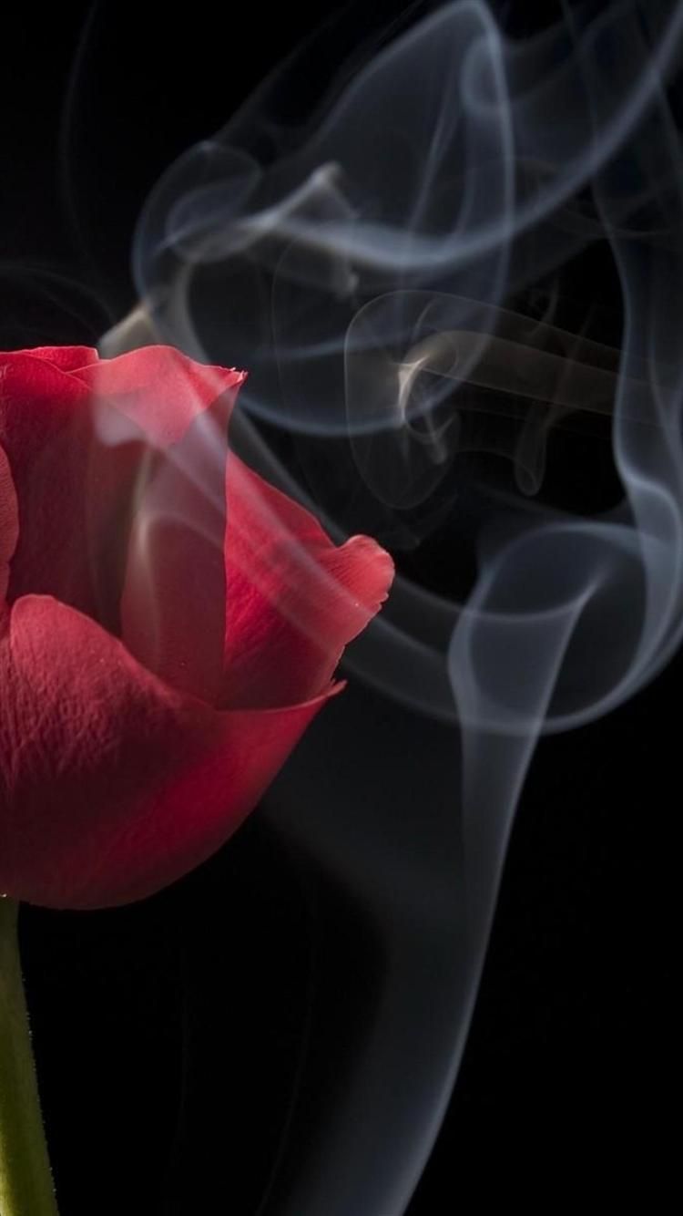 Rose rosse bagnate, 1242x2688 Full HD Verticale, iPhone Air