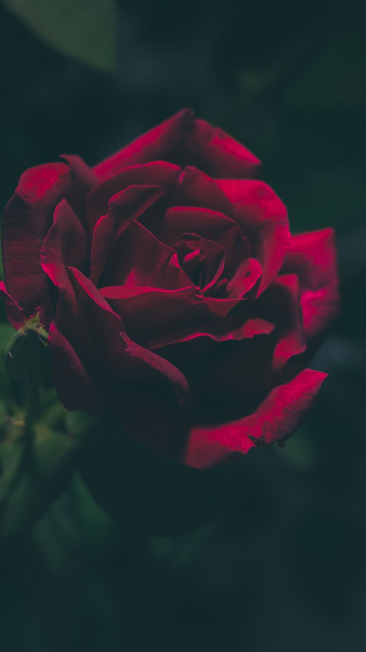 Rosa rossa scura sfondo nero, 736x1308 Full HD Verticale, iPhone Air