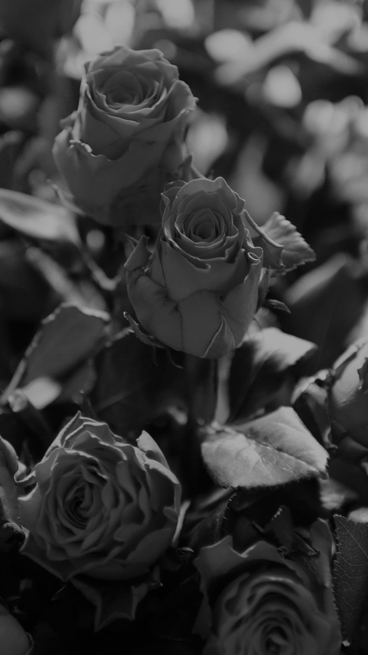 Rose nere in bianco e nero, 1242x2208 Verticale, iPhone Air