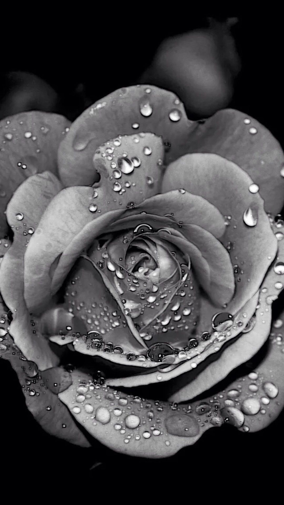Rosa nera con gocce d'acqua, 1080x1920 Full HD Verticale, iPhone