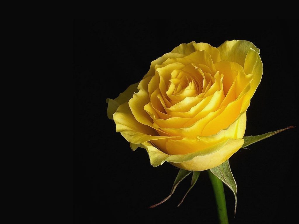 Fiori gialli sfocati, 1920x1080 1080p, Monitor Gaming