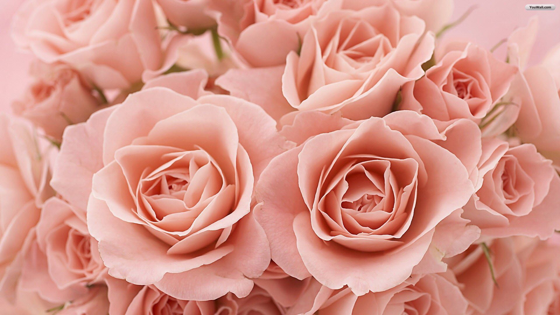 Rose rosa chiaro bouquet, 1920x1080 1080p, PC Desktop