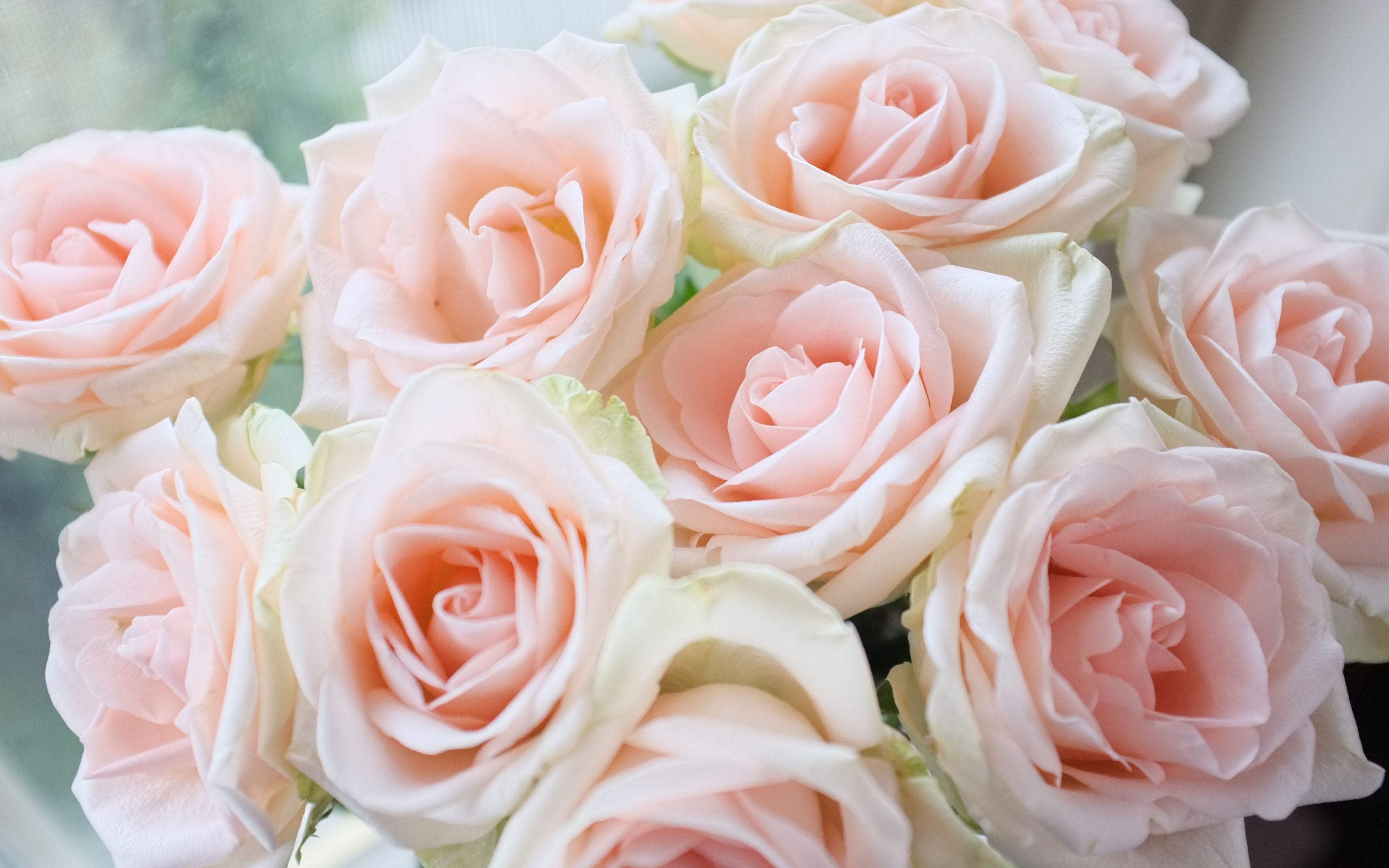 Bouquet rose rosa chiaro, 3840x2400 UHD, PC 4K