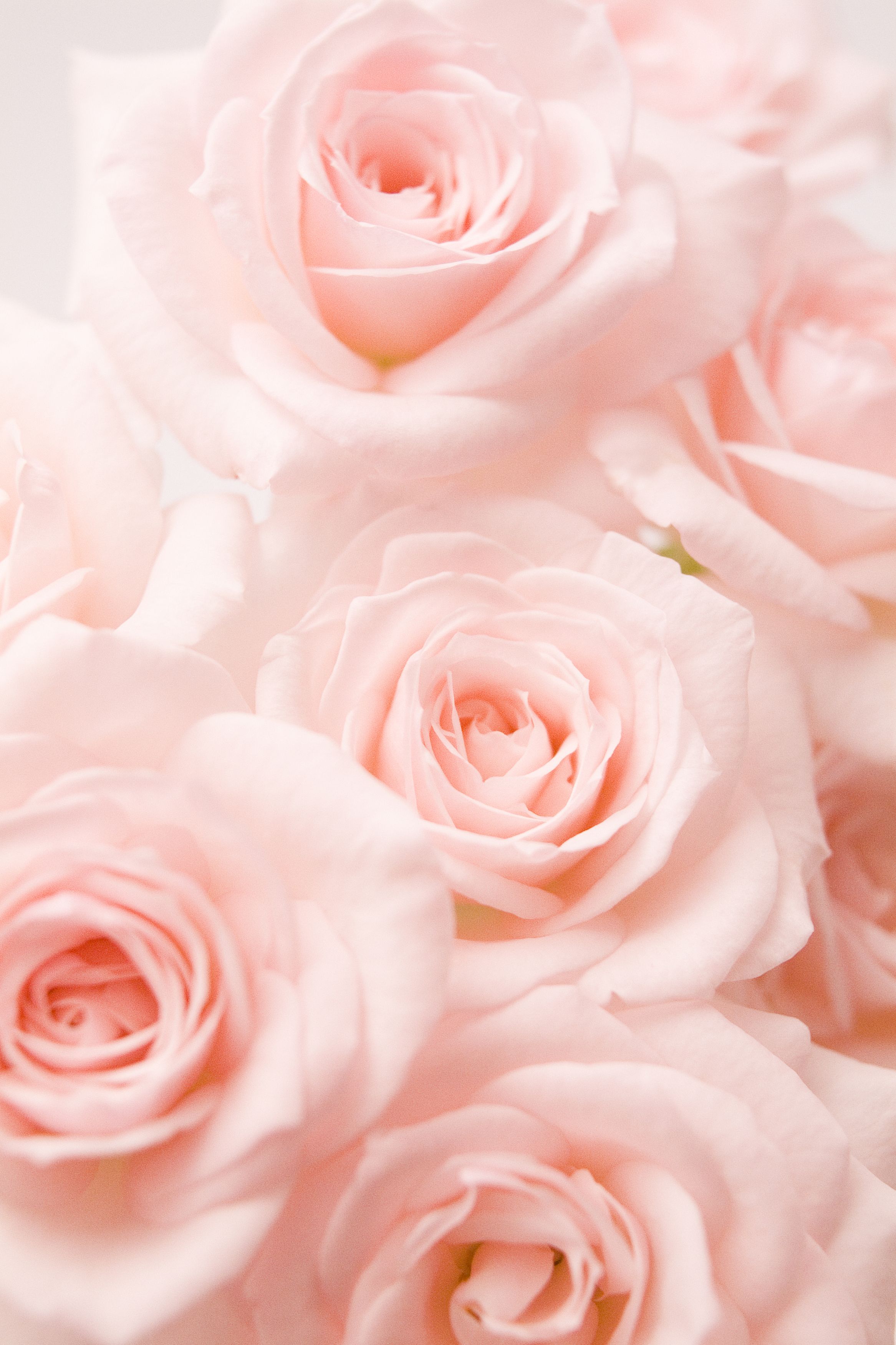 Rose rosa chiaro ravvicinate, 2333x3500 Verticale, Telefono