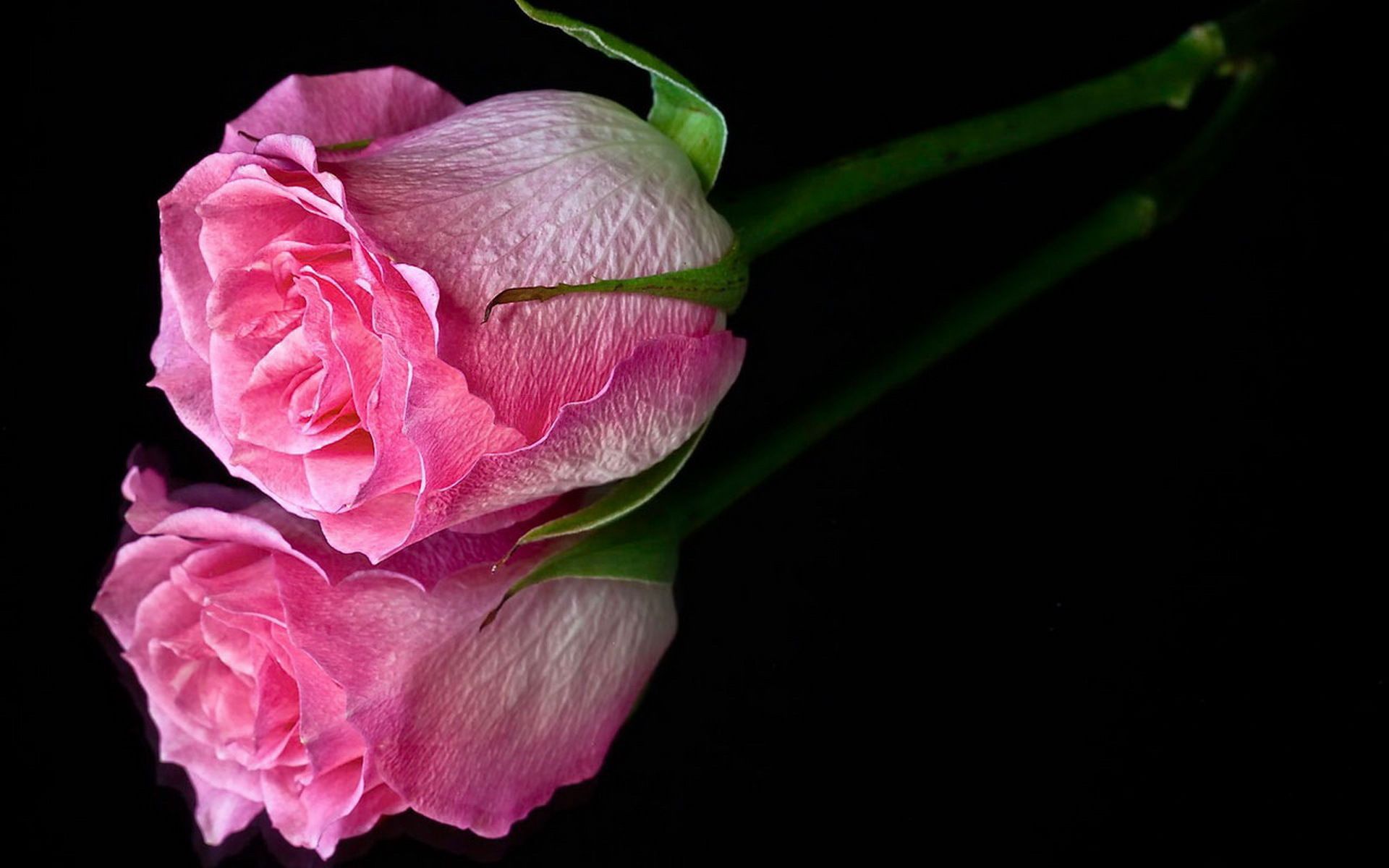 Rosa rosa su sfondo nero, 1920x1200 Full HD+ WUXGA, iMac