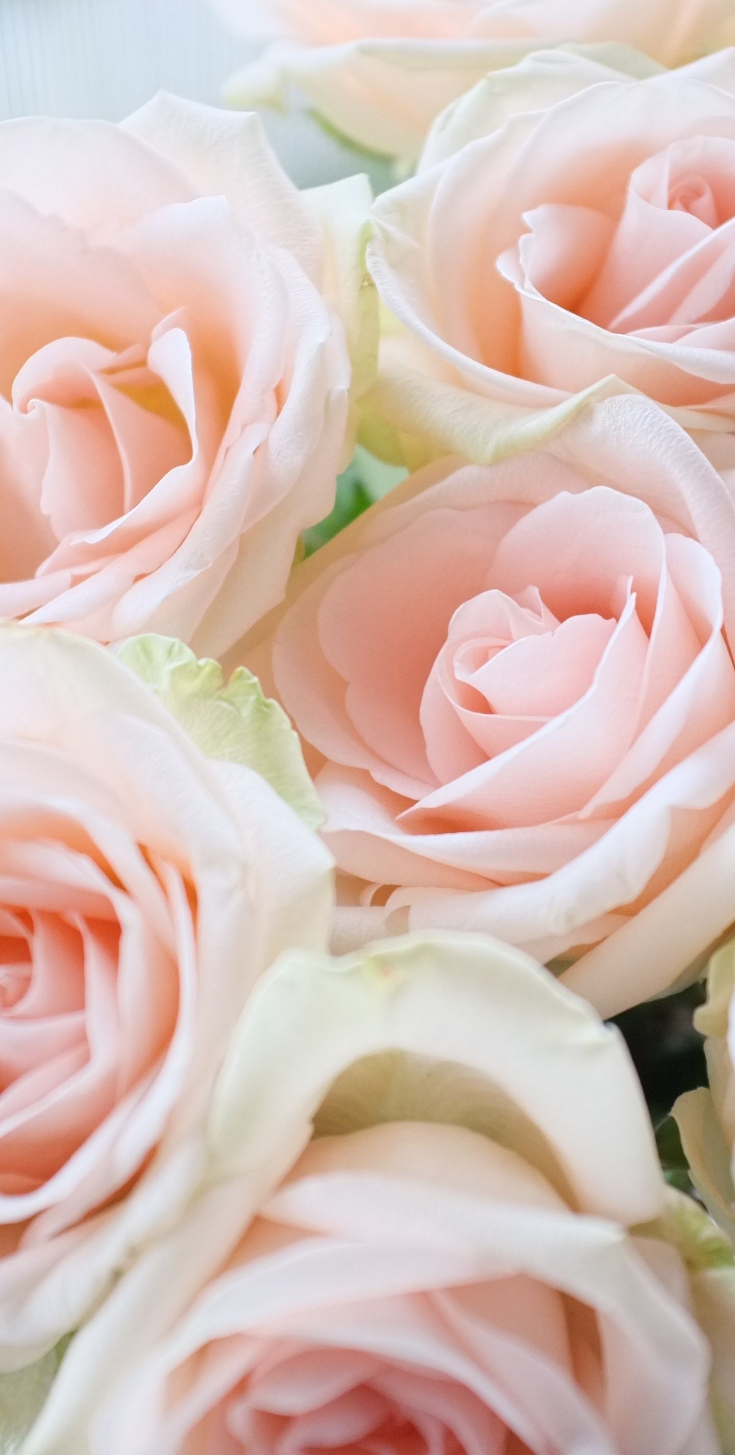 Bouquet rose rosa chiaro, 1440x2848 Verticale, Mobile