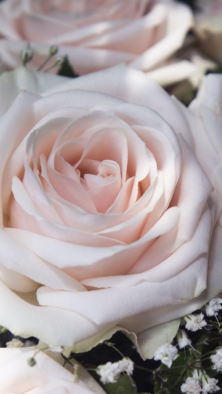 Rose rosa chiaro primo piano, 720x1280 Full HD Verticale, Smartphone