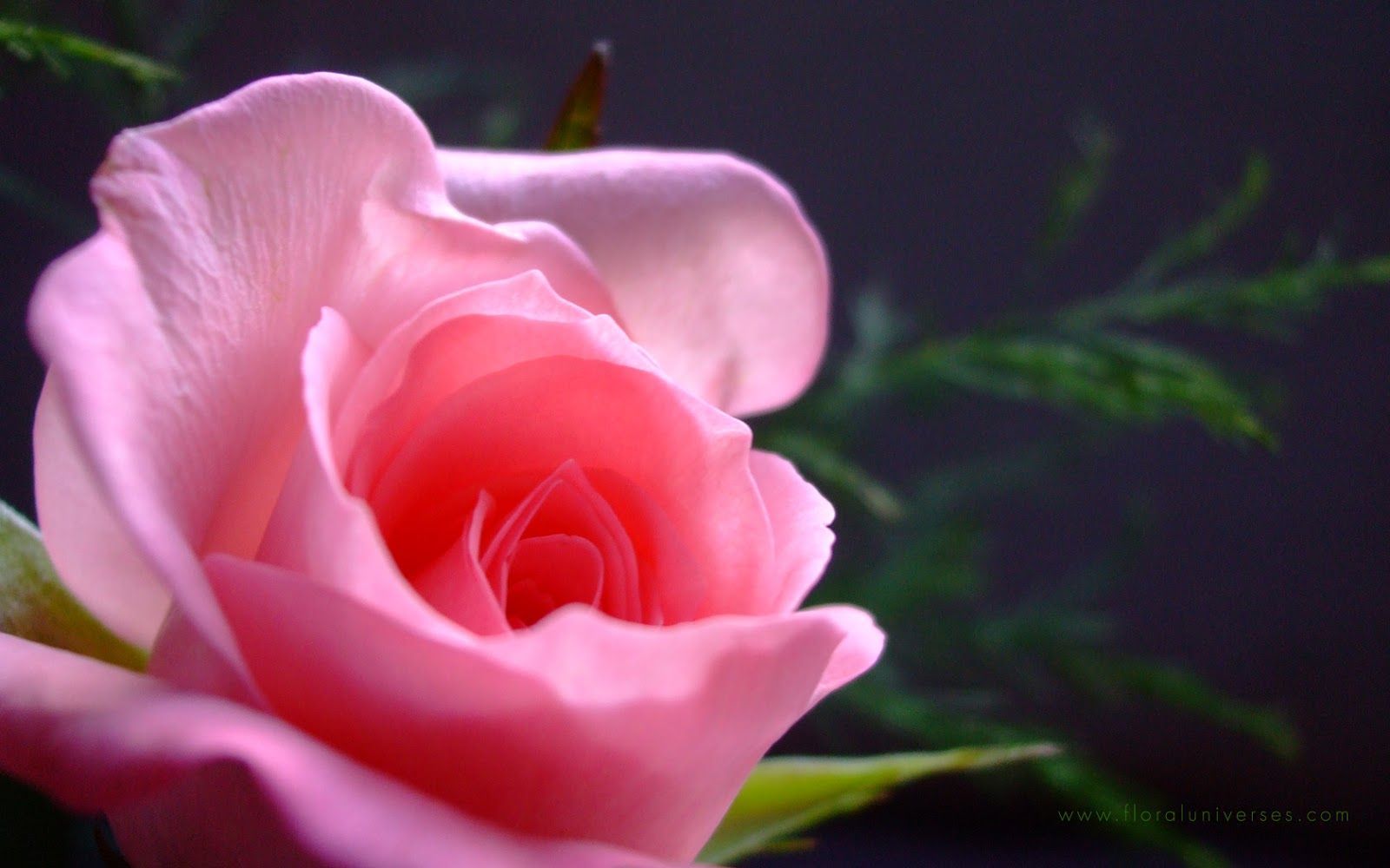 Rosa rosa chiaro sfondo scuro, 1600x1000 900p, MacBook Air