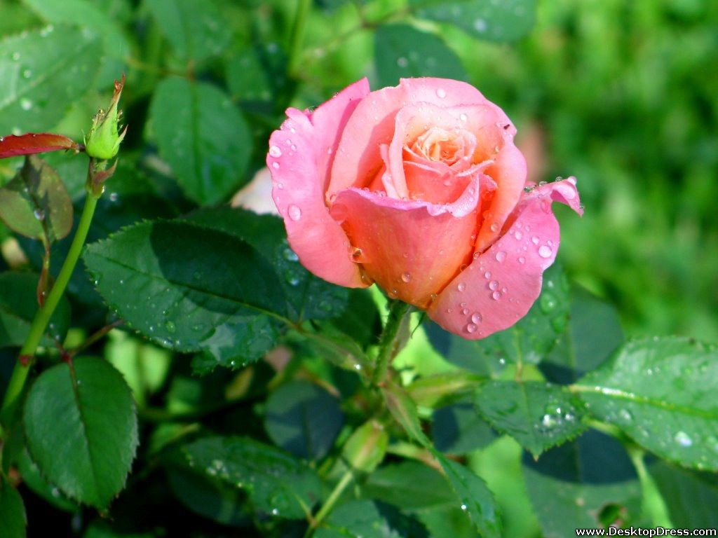 Rosa rosa chiaro con rugiada, 1024x768 HD, Laptop