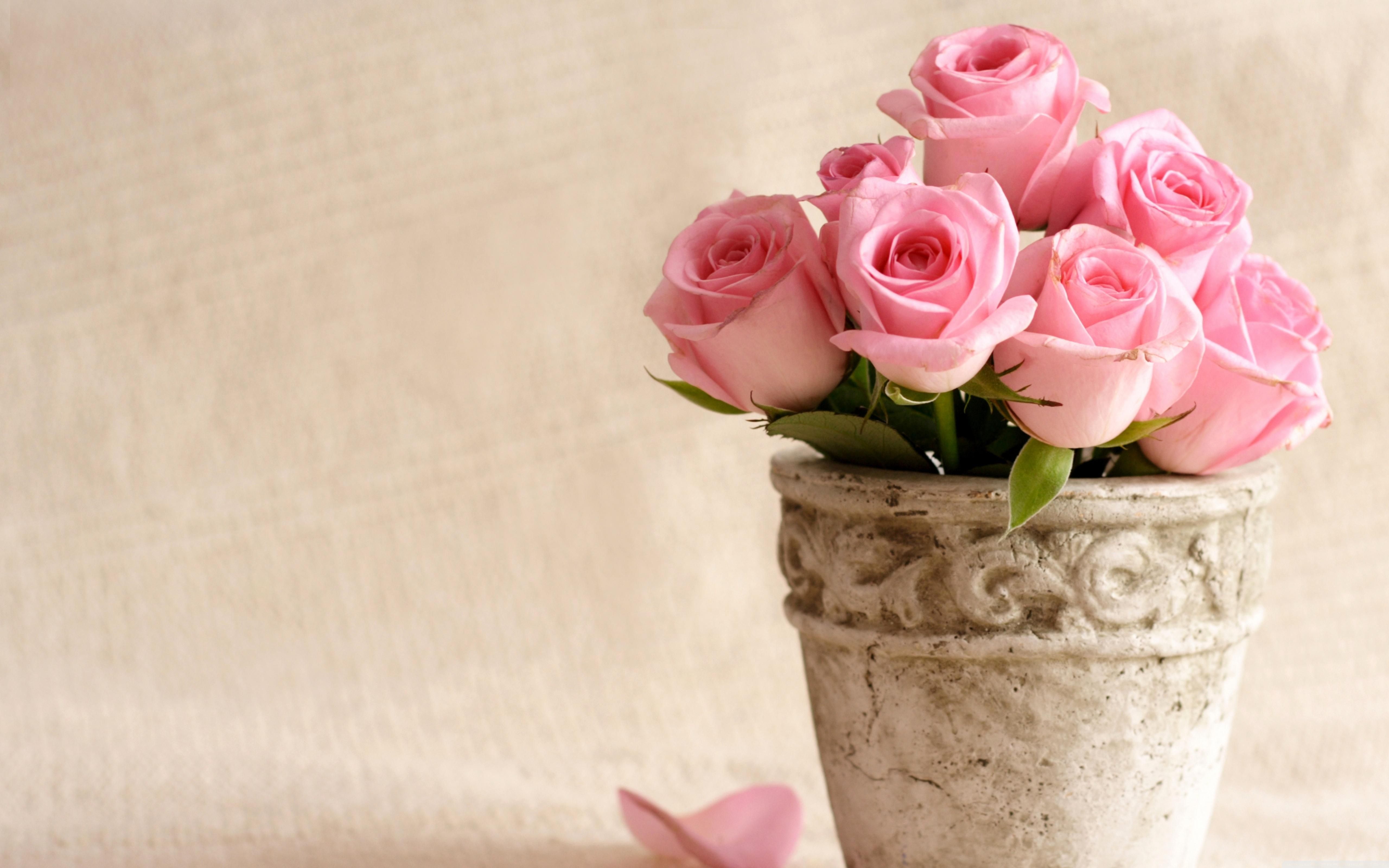 Rose rosa chiaro in vaso, 5120x3200 Ultra HD, 4K TV