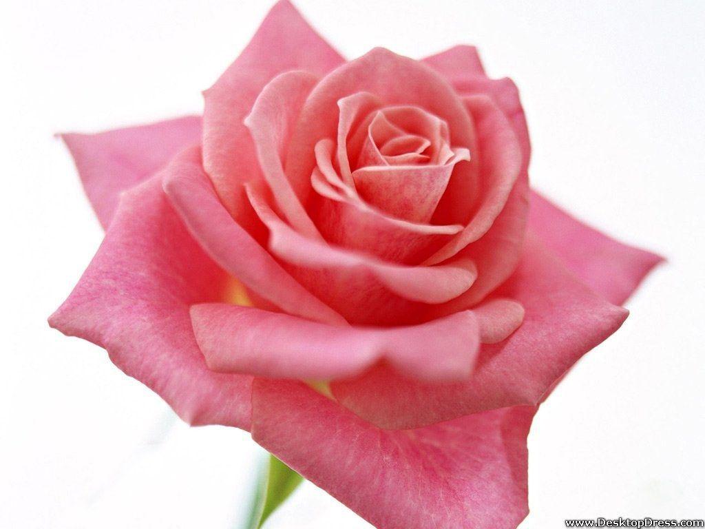 Rosa rosa chiaro sfondo bianco, 1024x768 HD, Desktop