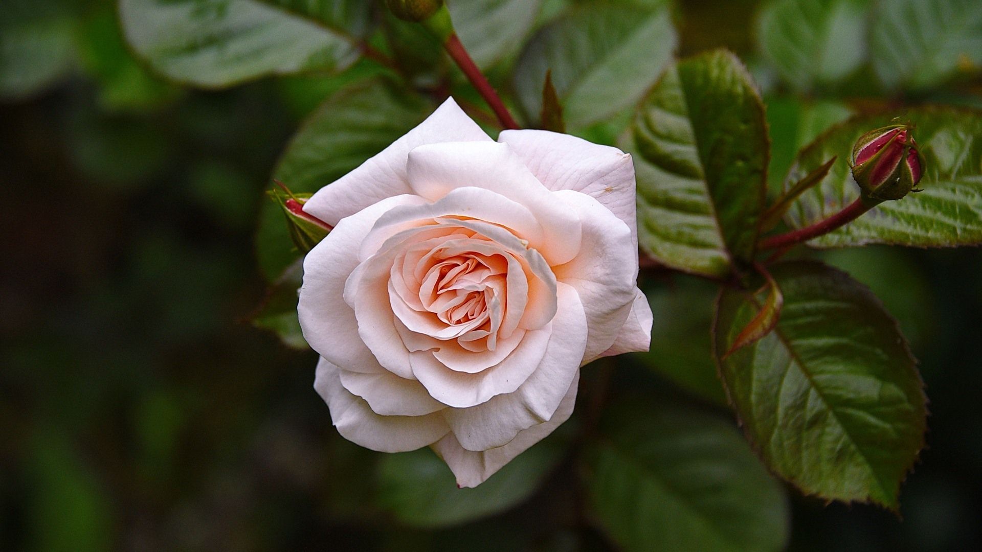 Rosa rosa chiaro con foglie, 1920x1080 Full HD 1080p, PC