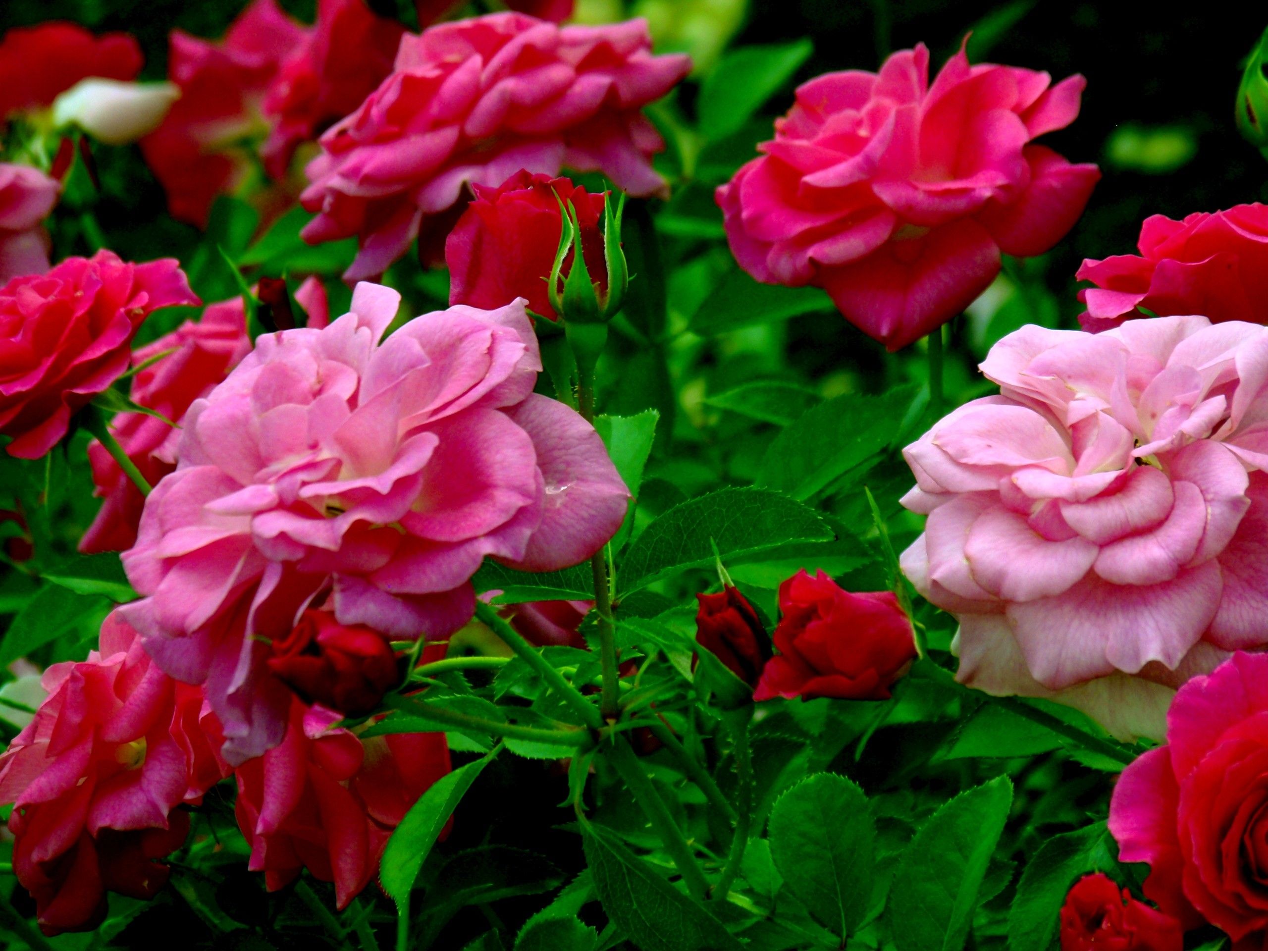 Rose rosa e rosse, 2560x1920 2K, Monitor Gaming