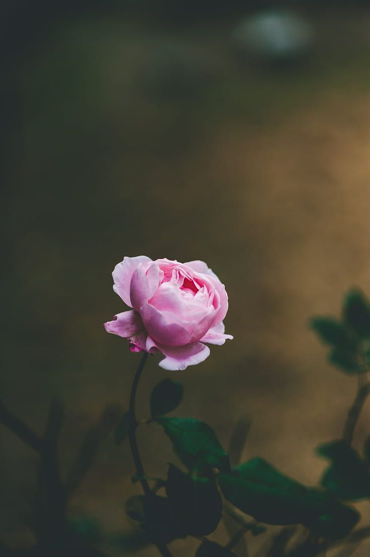 Rosa rosa chiaro sfocata, 728x1094 Full HD Verticale, Smartphone