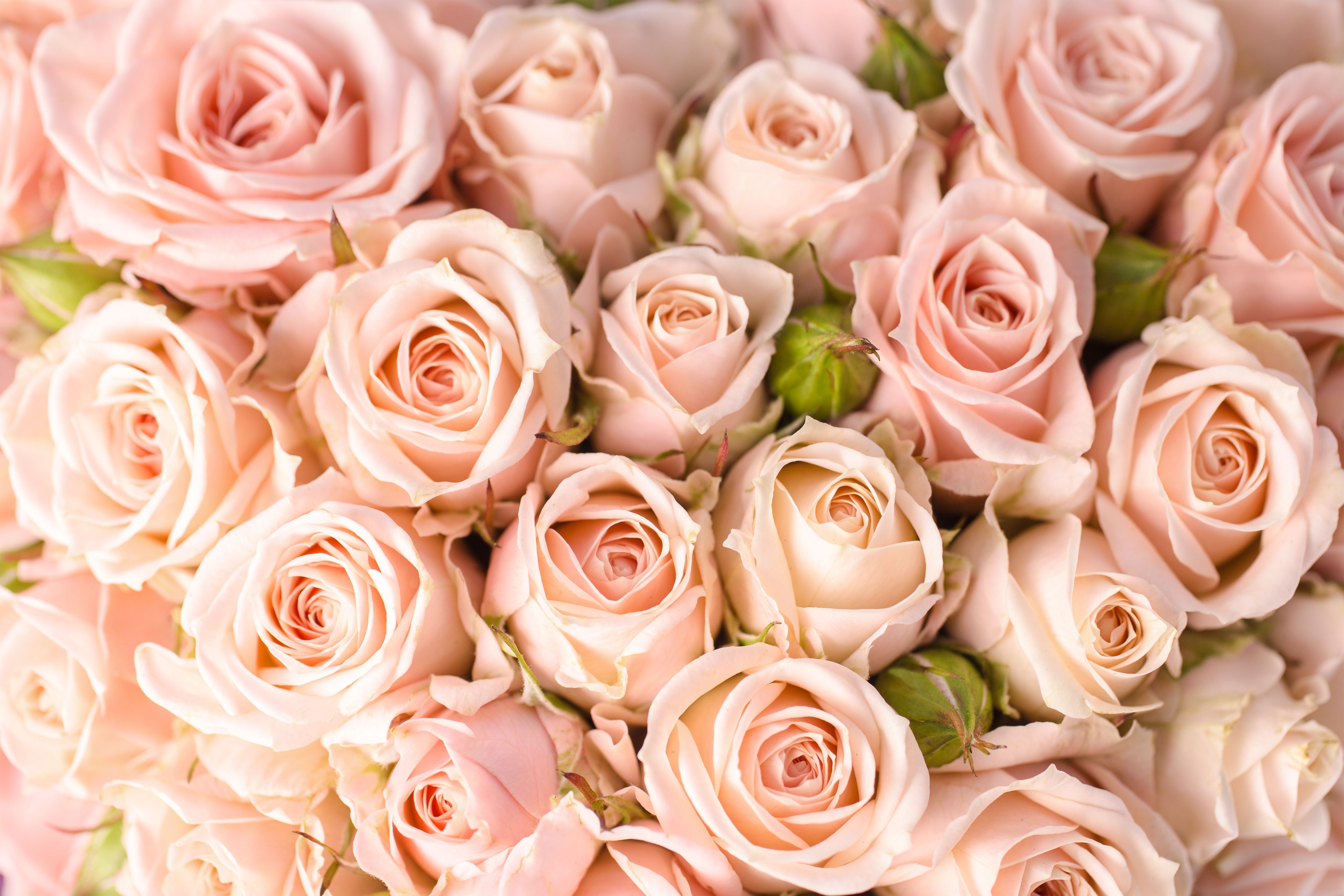 Rose rosa chiaro pastello, 5000x3333 UHD, PC 4K