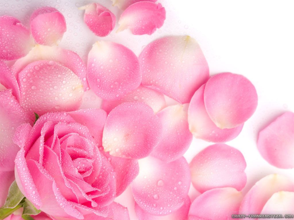 Rosa rosa con petali, 1024x768 HD, Desktop
