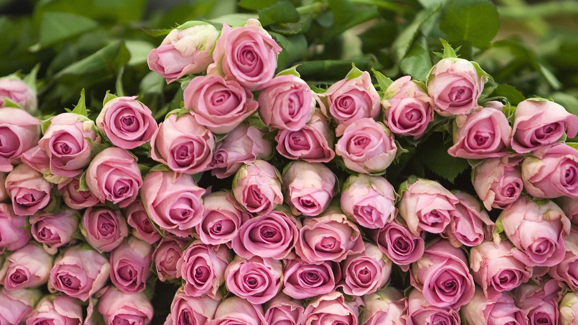 Rose rosa chiaro in mazzi, 1920x1080 1080p, Desktop