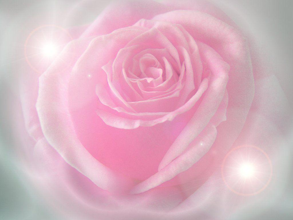 Rosa rosa chiaro sfocata, 1024x768 HD, Desktop