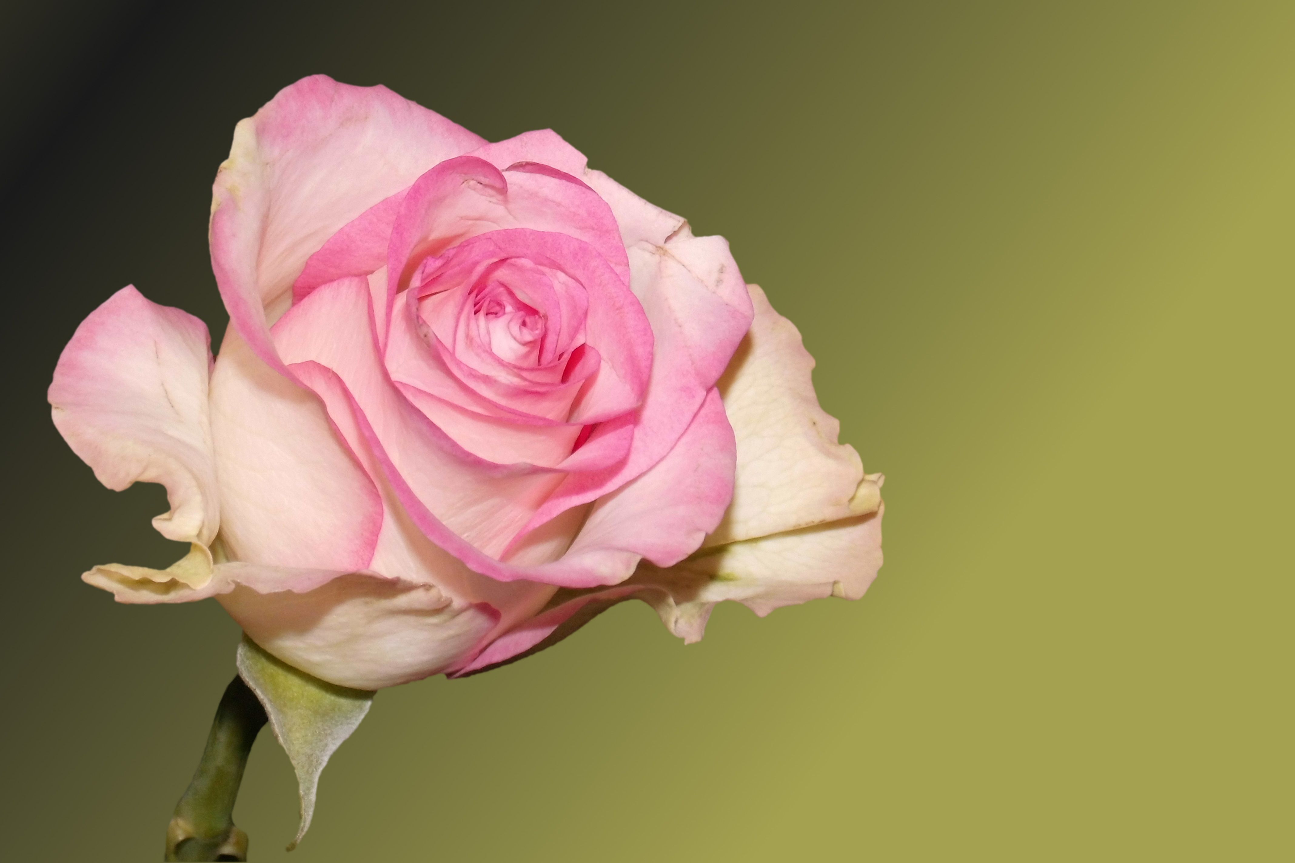 Rosa rosa chiaro sfondo verde, 4272x2848 Ultra HD, Monitor 4K