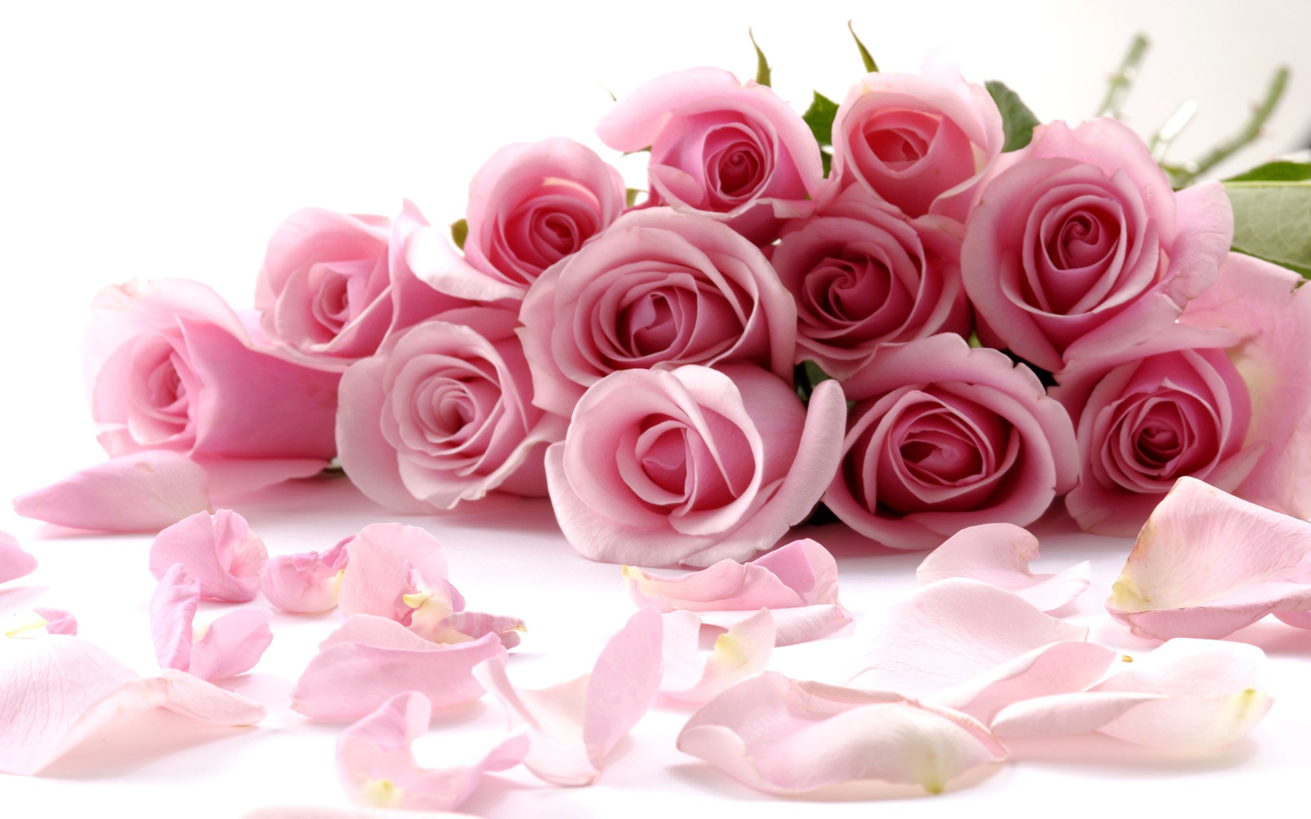 Rose rosa chiaro con petali, 2560x1600 WQXGA, MacBook Pro