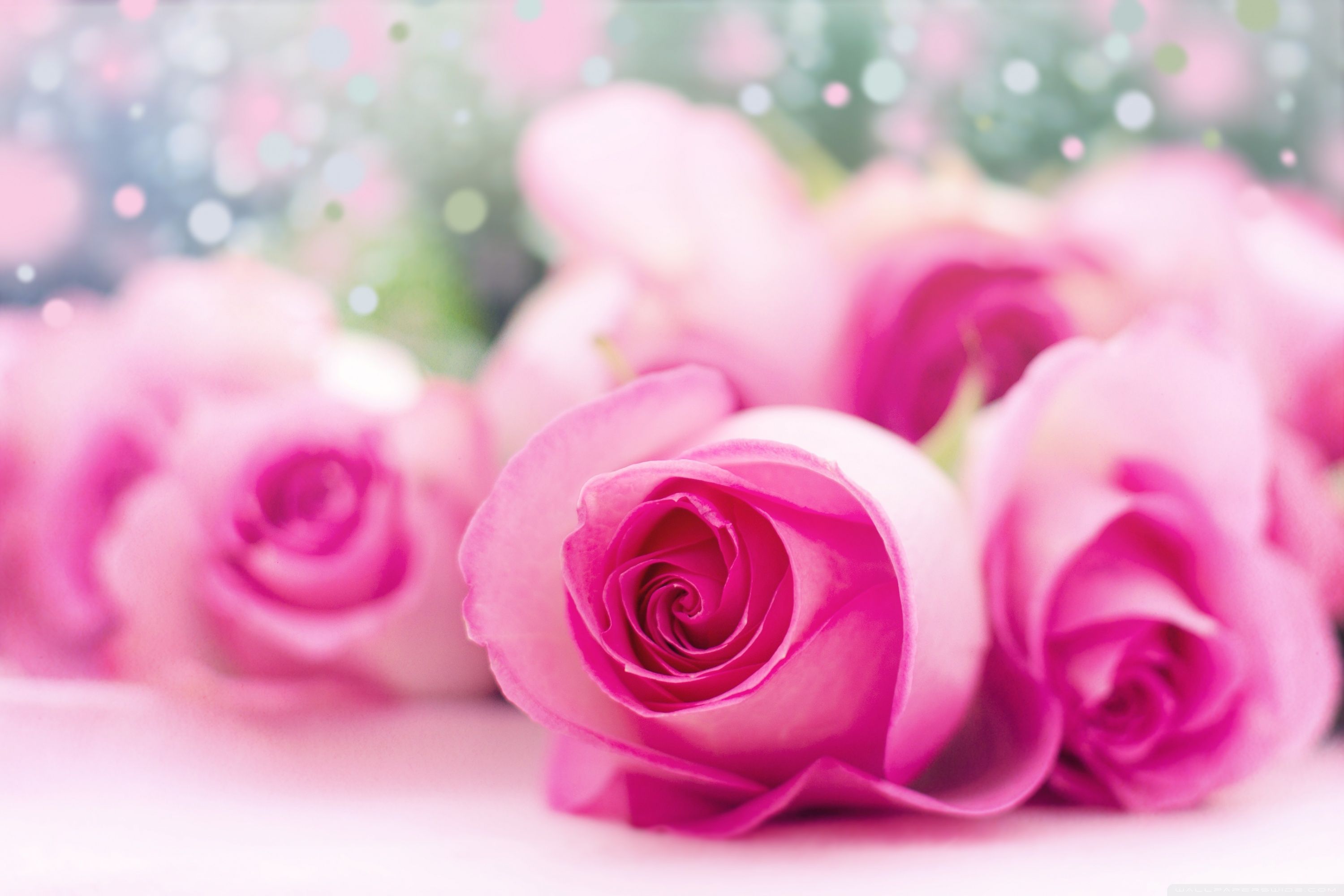 Rose rosa con bokeh, 3000x2000 WQXGA, Desktop