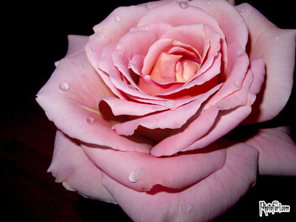 Rosa rosa chiaro con gocce, 1024x768 HD, Desktop