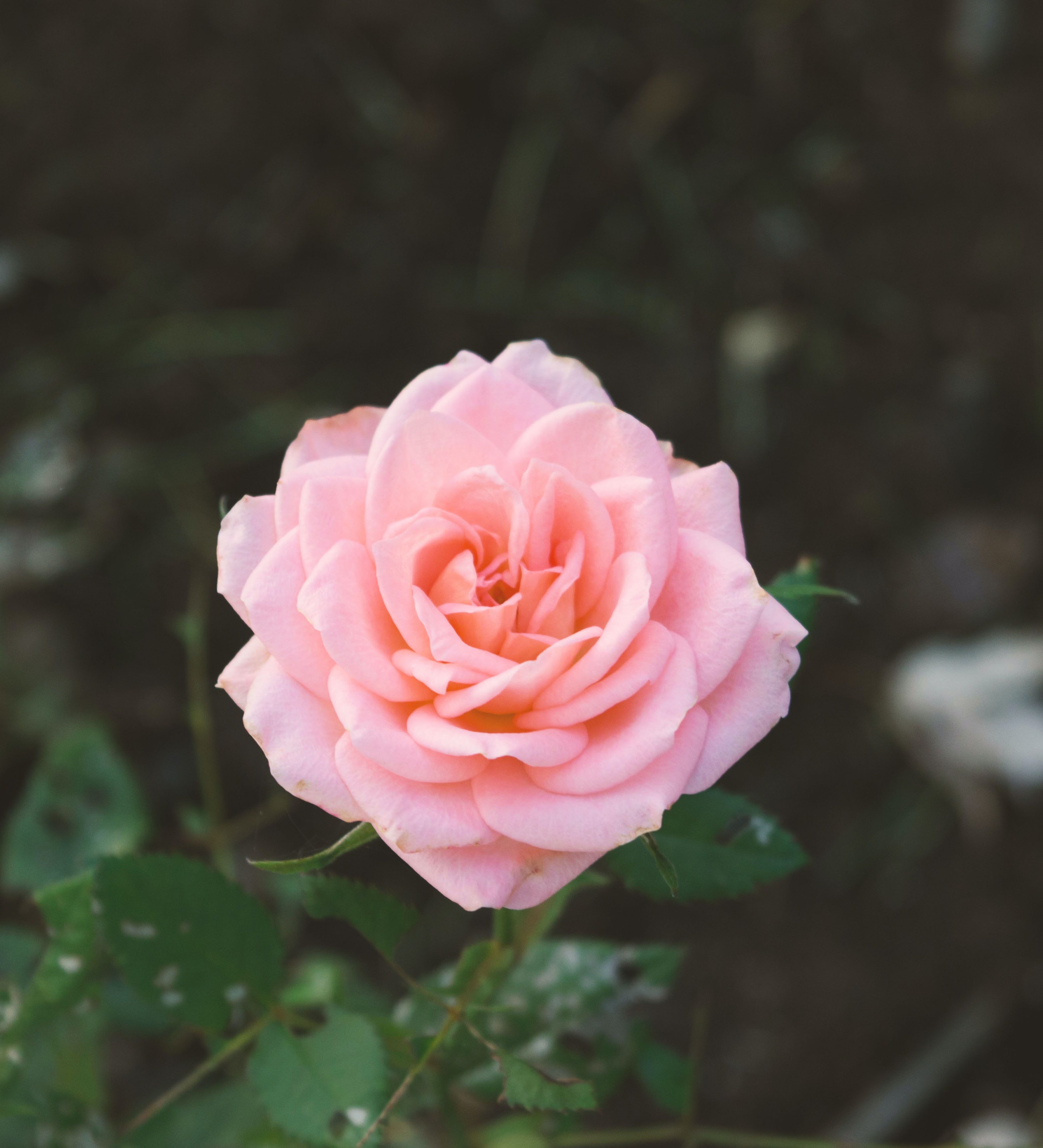 Rosa rosa chiaro sfocata, 3572x3932 Verticale, Telefono