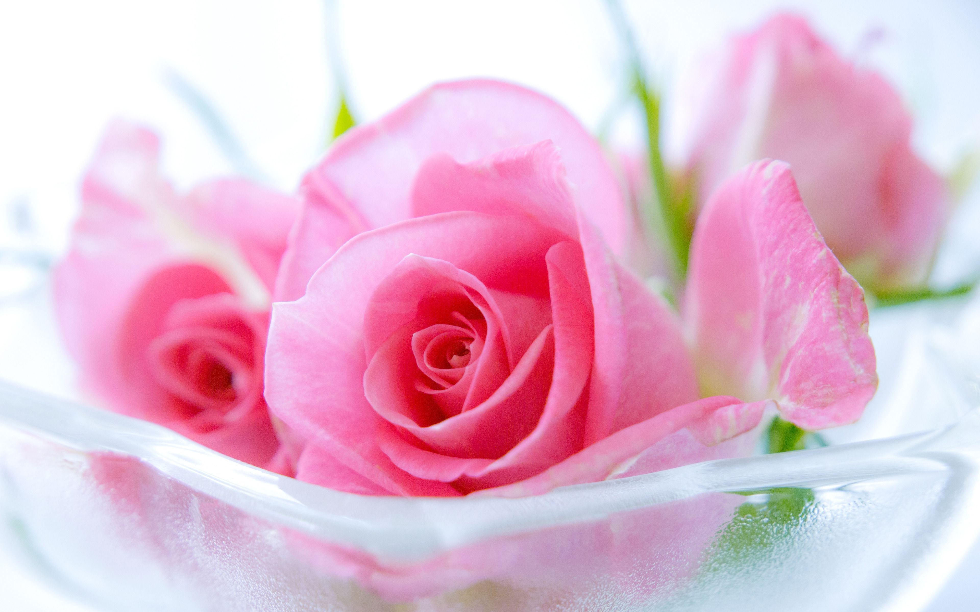 Rose rosa in vetro, 3840x2400 UHD, PC 4K