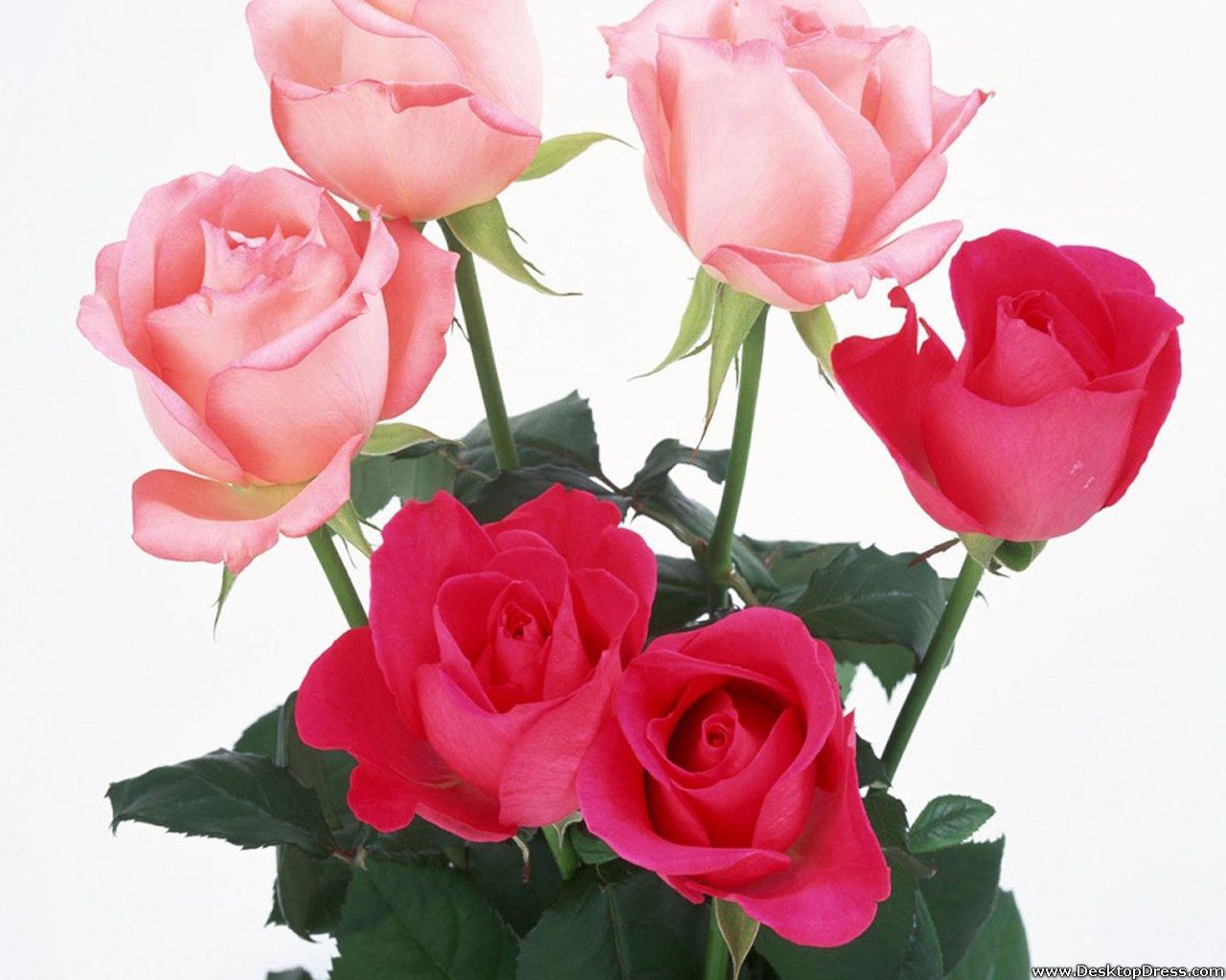 Rose rosa e fucsia, 1280x1024 720p, Laptop